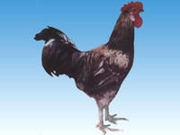 煙臺糝糠雞公雞