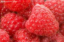 紅莓果實