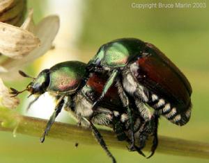 （圖）日本金龜子