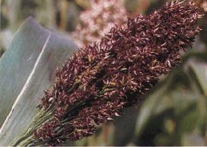 高粱散黑穗病病穗<a name="ref_[1]"></a>