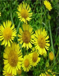 大花旋覆花 大花旋覆花