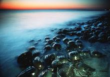 德拉瓦州的馬蹄蟹