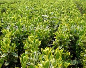 金邊冬青衛矛 金邊冬青衛矛