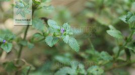 輪葉孿生花 輪葉孿生花