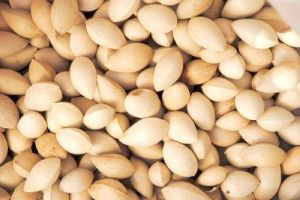 泊崗“貢果” 泊崗“貢果”