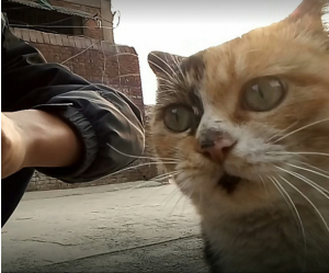 擼貓成癮綜合症