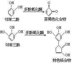 多酚氧化酶 多酚氧化酶