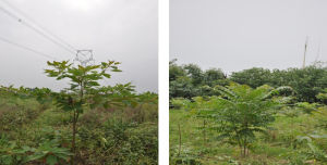 台灣檫木 台灣檫木