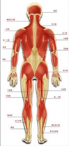 肌肉系統 肌肉系統