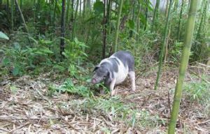 紅疣皇鳩 紅疣皇鳩