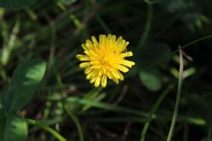 血果蒲公英 血果蒲公英