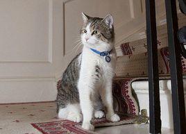 拉里[英國首席捕鼠官]