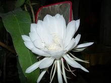 曇花一現，只為韋陀