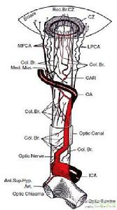 視神經系統 視神經系統