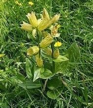 小黃花龍膽 小黃花龍膽