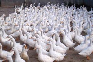 台安肉鴨 台安肉鴨