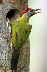 花腹綠啄木鳥 花腹綠啄木鳥