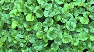 Hydrocotyle sibthorpioides