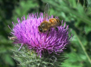 地蜂草科 地蜂草科