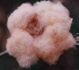 彩色棉花 彩色棉花