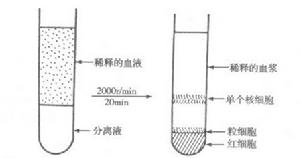 （圖）外周血單個核細胞