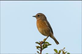 黑喉石鵖 黑喉石鵖