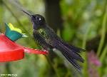 暗綠領蜂鳥 暗綠領蜂鳥