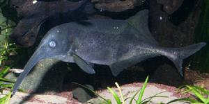 大鱗錐頜象鼻魚 大鱗錐頜象鼻魚