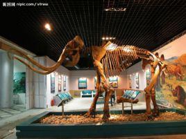 長鼻目化石 長鼻目化石