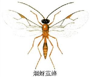 煙蚜繭蜂
