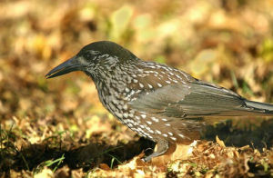 星鴉華北亞種 星鴉華北亞種