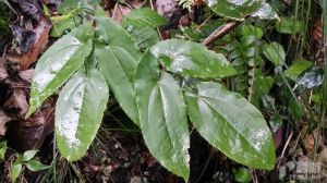 保靖淫羊藿 保靖淫羊藿