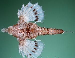 寬海蛾魚屬 寬海蛾魚屬