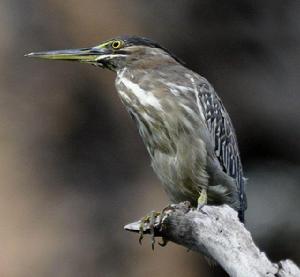 綠鷺馬來亞種 綠鷺馬來亞種