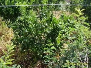 鋪田社區的種植業