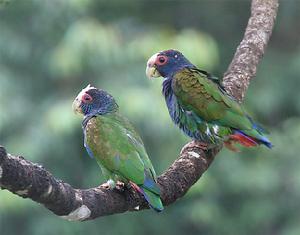 白額鸚鵡 白額鸚鵡