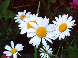 翅柄球菊 翅柄球菊