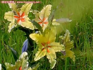 齊傑拉花 齊傑拉花