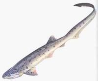 扁頭哈那鯊 扁頭哈那鯊