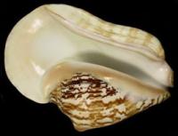 闊唇鳳凰螺 闊唇鳳凰螺