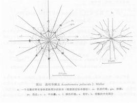 透明等棘蟲 透明等棘蟲