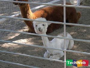 地球上怪異的居民