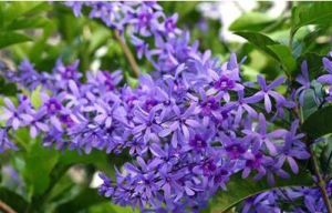 毛果錫葉藤 毛果錫葉藤