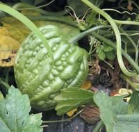 杜阮苦瓜 杜阮苦瓜