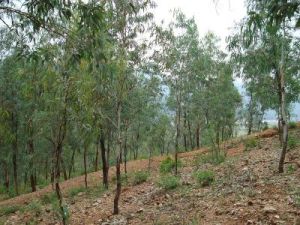 金剛一村 金剛一村