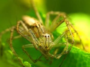 蘇氏貓蛛 蘇氏貓蛛