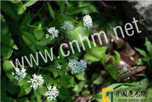 假彎曲碎米薺 假彎曲碎米薺