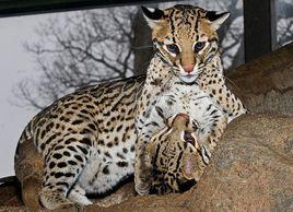 哥倫比亞虎貓 哥倫比亞虎貓