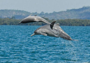 西非白海豚 西非白海豚