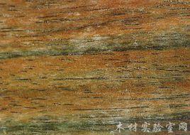 軟毛烏木 軟毛烏木